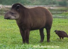A Tapir