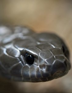 Snake Photo by David Clode on Unsplash
